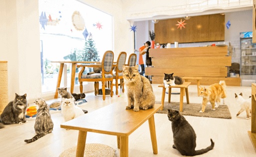 Top Cafe Mèo Cần Thơ Đáng Ghé Thăm Năm 2024